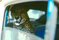 1978 6 Winston  Wildlife Safari
